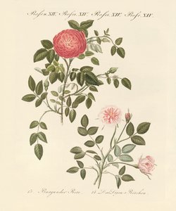 Types de roses