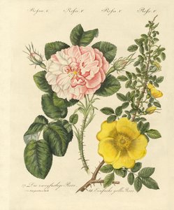 Types de roses - German School