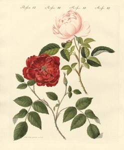 Types de roses - German School