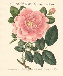 Types de roses - German School