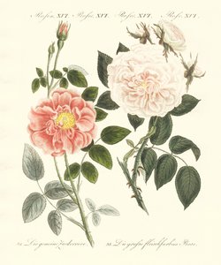 Types de roses - German School