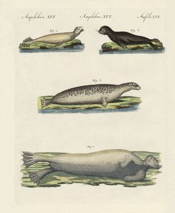 Types de phoques - German School