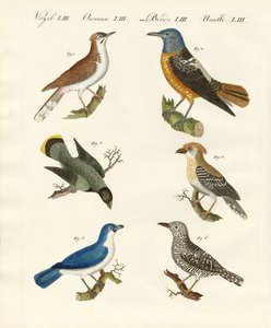 Types de pies-grièches -- ou pies-grièches écorcheurs - German School