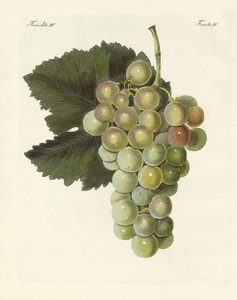 Types de vignes