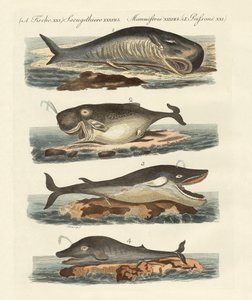 Types de baleines - German School
