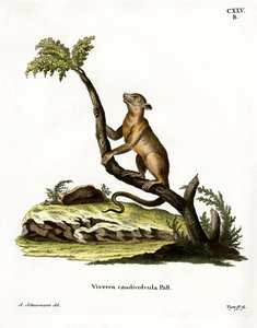 Kinkajou - German School