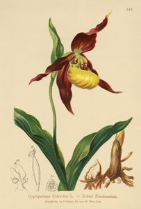 Sabot de Vénus (Cypripedium Calceolus)