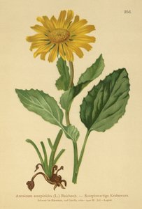Doronic à grandes fleurs (Aronicum scorpioides, Doronicum grandiflorum) - German School