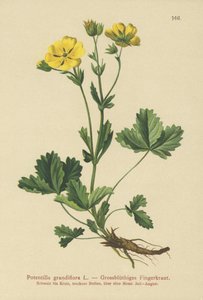 Potentille à grandes fleurs (Potentilla grandiflora)