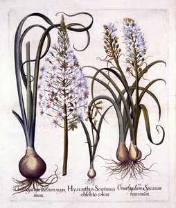Jacinthe tardive et étoile de Bethléem, de Hortus Eystettensis, par Basil Besler, pub. 1613 - German School