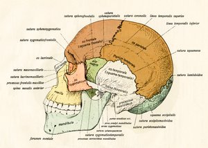 Diagramme latéral des os du crâne humain - German School