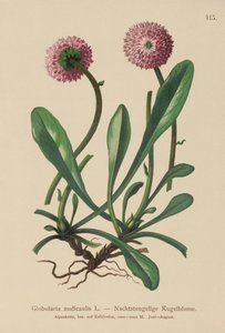 Globulaire à tige nue (Globularia nudicaulis) - German School
