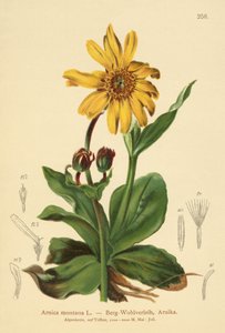 Arnica des montagnes - German School