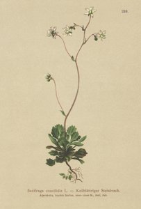 Saxifrage à feuilles en coin (Saxifraga cuneifolia)