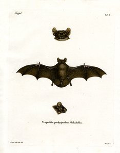 Noctule petit - German School