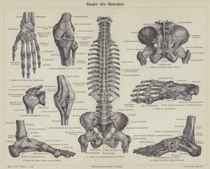 Ligaments du corps humain (gravure) - German School