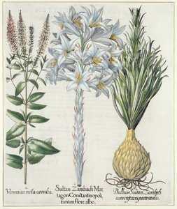 Lys : 1.Sultan Zambach Martagon Constantinopolitanum flore albo 2.Veronica recta carnlea 3.Bulbus Sultan Zambach cuminfeunipartecaulis, du Hortus Eystettensis par Basil Besler, pub. 1613 - German School