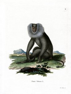Macaque à queue de lion - German School