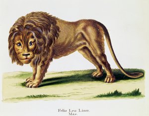 Lion (Felis leo), de Mammifères illustrés de la Nature avec descriptions, par Johann Christian Daniel von Schreber (1739-1810), gravure par H I Tisroff, volume 3, table 97-A, Allemagne - German School
