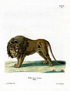 Lion - German School
