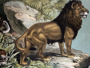 Lion - dans "Histoire naturelle des mammifères", éd. Schreiber, Munich - German School