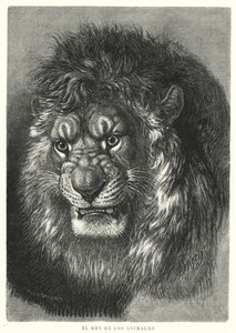 Lion : roi des animaux