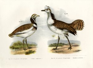 Outarde à gros genoux, 1864 - German School