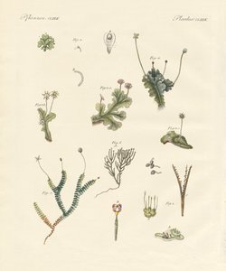 Hépatiques