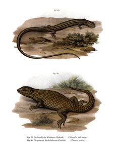 Lézard