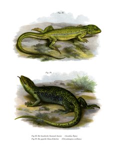 Lézard