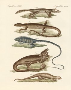 Lézards - German School