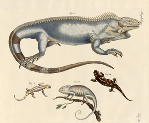 Lézards - German School