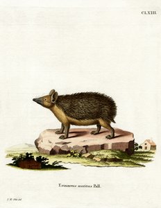 Hérisson à longues oreilles