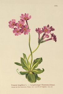 Primevère à longues fleurs - German School
