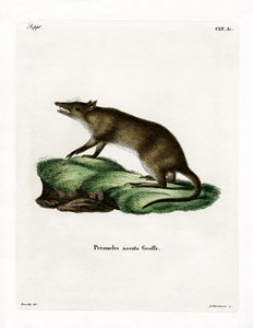 Bandicoot à long nez