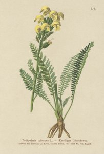 Pédiculaire jaune à long bec - German School