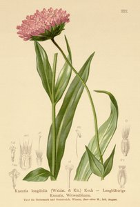 Knautie à longues feuilles (Knautia longifolia)