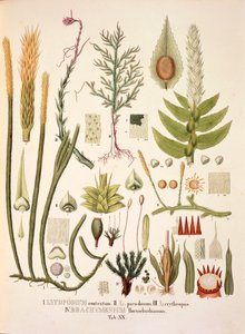 Lycopodium et Brachymenium, table XX de 