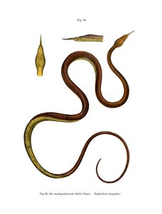 Serpent à nez en feuille de Madagascar - German School