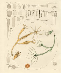 Loupe et amusements microscopiques - German School