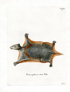 Lémurien volant malais