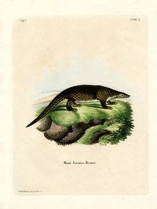 Pangolin malais - German School