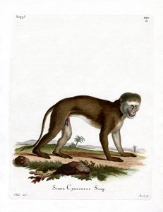 Singe malbrouck - German School