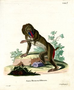 Mandrill - German School