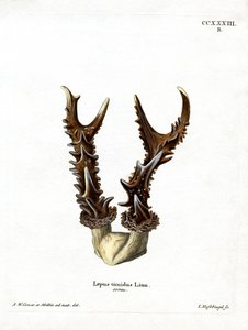 Bois de lièvre de montagne - German School