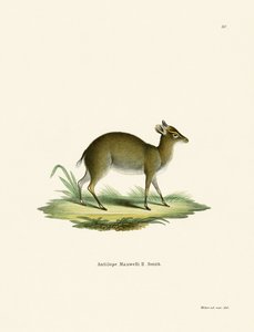 Dik-Dik de Maxwell - German School