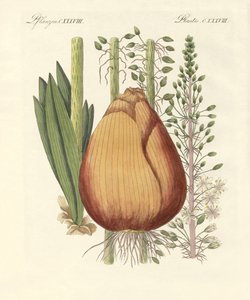 Plantes médicinales