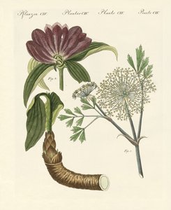 Plantes médicinales - German School
