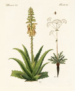 Plantes médicinales