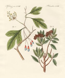 Plantes médicinales